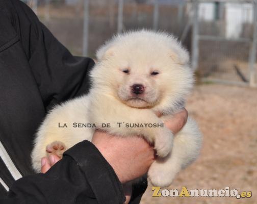 AKITAS DE LA SENDA DE T'SUNAYOSHI